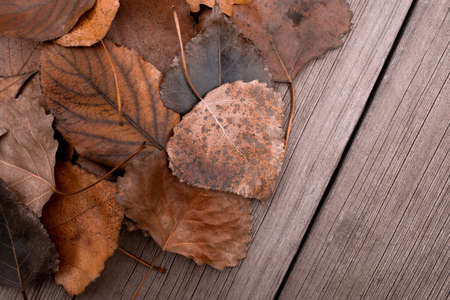 Lots of orange autumn leaves on the wooden. Top viewの写真素材