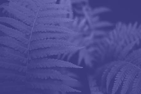 Large green fern leaves colored of the year 2022 Very peri.の写真素材