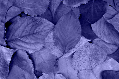 Close-up of dry frozen leaves on the ground toned in trendy Very Peri Color Of The Year 2022.の写真素材