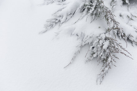 Branches of Junipers in winter under snow. Top view.の写真素材