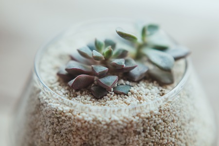Decorative glass vase with white sand and succulents on a white tableの写真素材