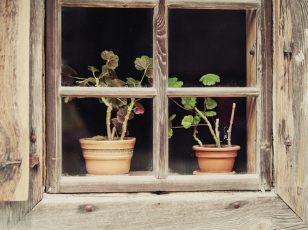 Flowers in a pot behind rustic wooden window on windowsill.の写真素材