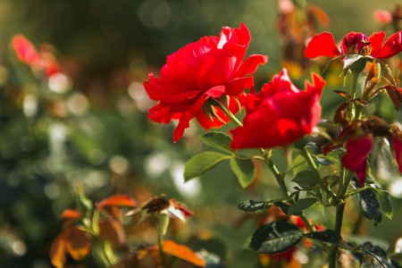 Garden red roses bush. Close-up view. Focus on flowerの写真素材