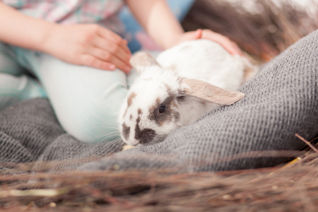 easter bunny in branch nestの写真素材