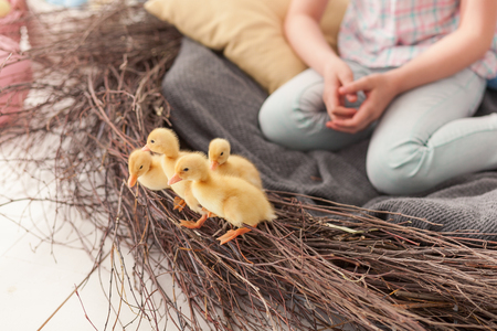 easter ducks in the nestの写真素材