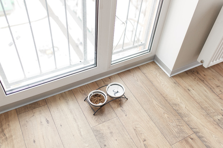 Dog food in bowl on wooden floor near windowの写真素材
