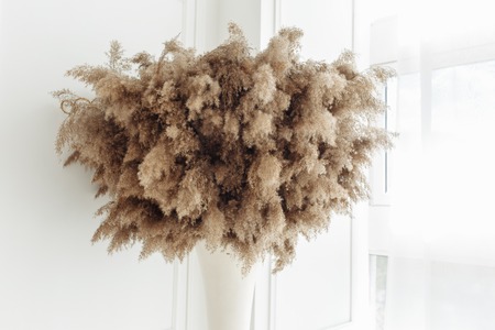 Dry thistle, burdock and reeds common bulrush in vase isolated on white wall background.の写真素材
