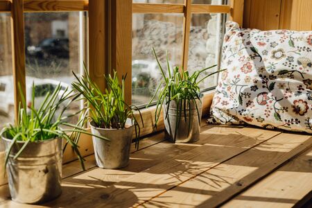 Window Sill Pillow for Rest with Grass Plant Potの写真素材