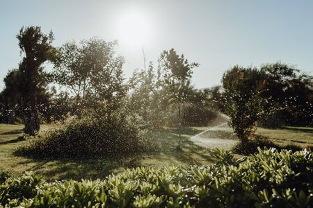 Sprinkler Irrigation Maintenance for Tree Garden. Water Drops Above Green Bush in Yard at Sunrise Day. Landscaping Grass Care System Sprinkling. Outdoor Park Shower Automatic Machineの写真素材