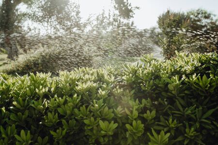 Sprinkler Irrigation Maintenance for Bush Garden. Water Drops Above Green Landscape in Yard at Sunrise Day. Landscaping Irrigate System Sprinkling. Automatic Aqua Spray Machine Sidewalkの写真素材