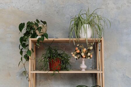 Domestic Potting Green Leaves Plants and Flowersの写真素材