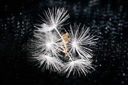 Soft Dandelion Seed on Abstract Gloss Backgroundの写真素材