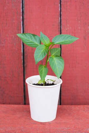 Young green plant growing in soil. New life conceptの写真素材