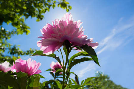 pink flower in the gardenの写真素材
