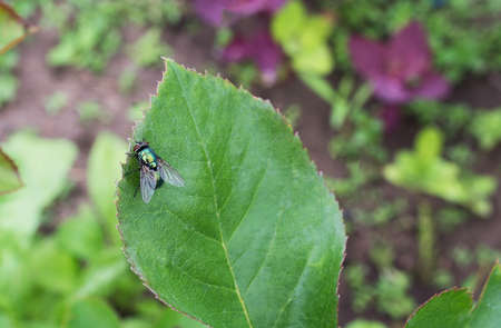 green fly on the plantの写真素材