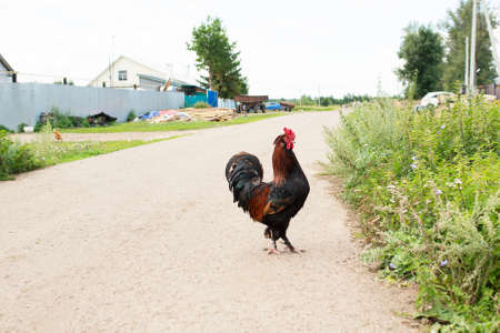 rooster stands in the middle of the street in the villageの写真素材
