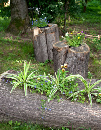 green flowers are planted in the trunk of a treeの写真素材