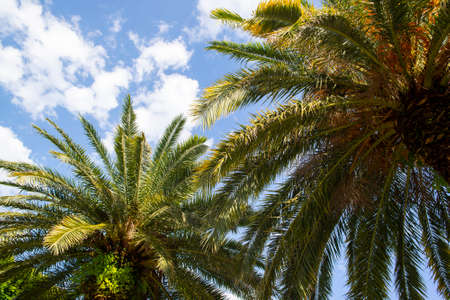 palm trees with green leaves against the skyの写真素材