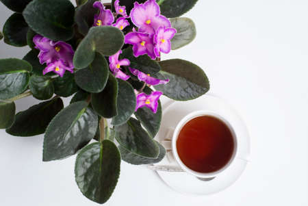 white cup with tea through violet flowers on a light backgroundの写真素材