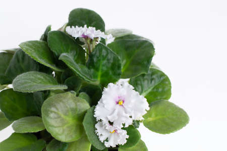 white violet flower with leaves on a light backgroundの写真素材