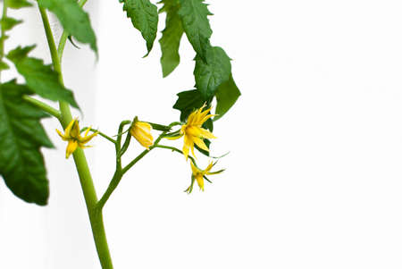 yellow tomato flower on a light backgroundの写真素材
