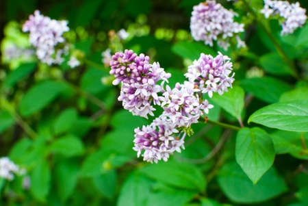 flowers of delicate lilac in spring on a background of green leavesの写真素材