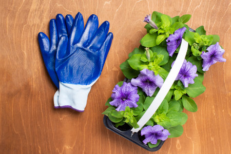 the blue work gloves lie on a wooden surface with a black plastic container with petunia flowersの写真素材