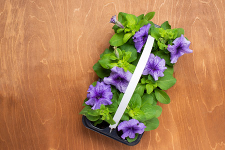 the petunia flowers on the wooden surface is a black plastic containerの写真素材