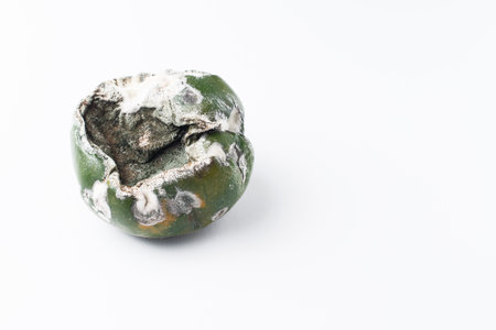 the rotten fruit or vegetable of green color with mold on a light backgroundの写真素材