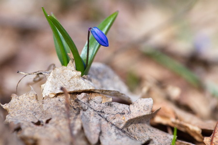 Snowdrops in spring in the forest. Snowdrops in spring in the forest.