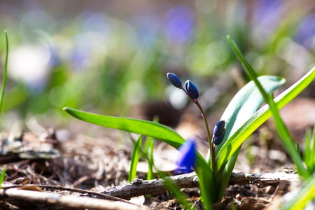 Snowdrops in spring in the forest.の写真素材