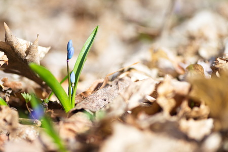 Snowdrops in spring in the forest.