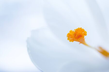 Crocus flower on a white background. Bokeh blur in the background. Spring. Wallpaper.の写真素材