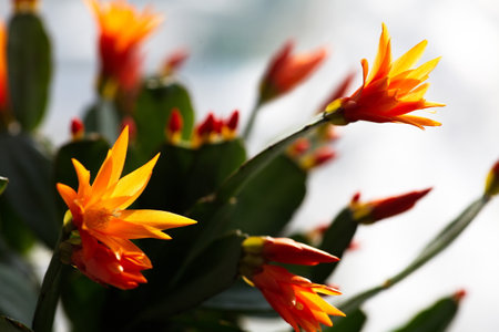 Atmospheric photography. Schlumbergera flowers. Bokeh blur in the background. Spring.