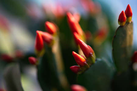 Atmospheric photography. Schlumbergera flowers. Bokeh blur in the background. Spring.の写真素材