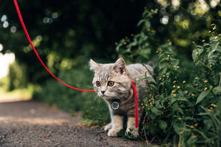 Four-month-old Scottish Straight kitten walks on the grass in summer on a leash with a qr ID passport. High quality photoの写真素材