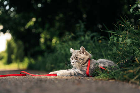 Four-month-old Scottish Straight kitten walks on the grass in summer on a leash with a qr ID passport. High quality photoの写真素材