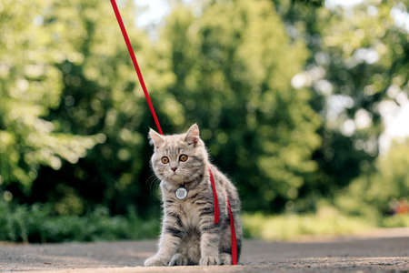 Four-month-old Scottish Straight kitten walks on the grass in summer on a leash with a qr ID passport. High quality photoの写真素材