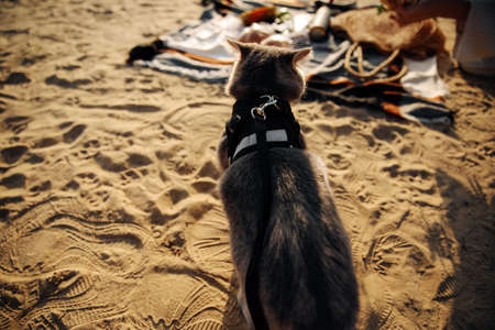 This stock photo shows a Scottish Straight gray cat of six months with a leash on the beach on a...