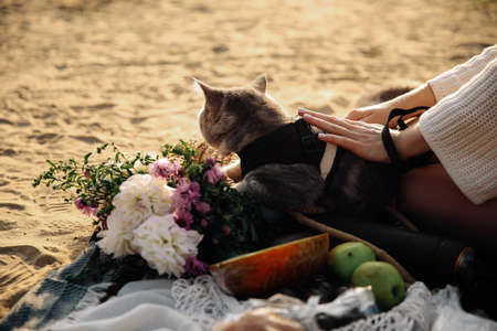 Top view of a woman on the beach with her kitten breed Scottish Rectangular gray at sunset. The cat...