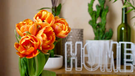 Orange flowers Dutch tulips at home close up in a sunny international womens day or mothers day