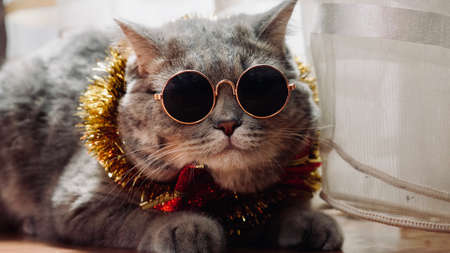 The pet is a British, Scottish straight-eared cat for the new year 2022, Christmas with glasses looking into the camera. A cool gray animal celebrates the holidaysの写真素材