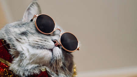 Pet British, Scottish straight cat for the new year 2022, Christmas with glasses, close-up. A cool gray animal celebrates the holidaysの写真素材