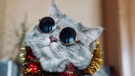 Pet British, Scottish straight cat for the new year 2022, Christmas with glasses, close-up. A cool gray animal celebrates the holidaysの写真素材