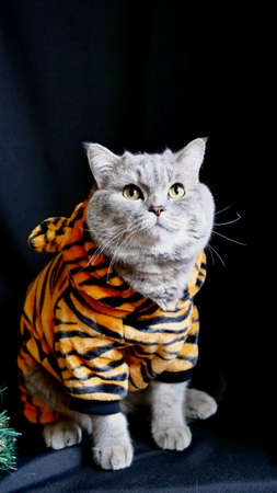 Pet British, Scottish Straight cat in a tiger costume lies on an isolated black background with glasses. Cool animal 2022の写真素材