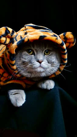 Pet British, Scottish Straight cat in a tiger costume lies on an isolated black background with glasses. Cool animal 2022の写真素材