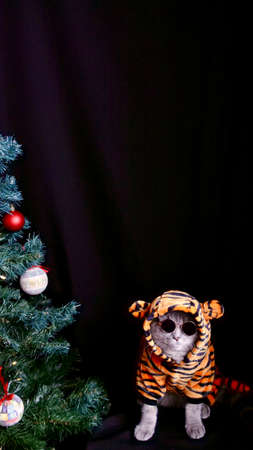 Pet British, Scottish Straight cat in a tiger costume lies on an isolated black background with glasses. Cool animal 2022の写真素材