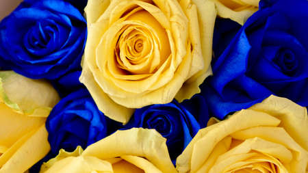 The background is yellow blue rose flowers, Ukrainian symbol of the flag. Close-upの写真素材