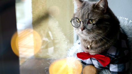 Scottish straight eared cat with glasses and red tie bow on New Years holiday, celebrating Christmas. Pet sitting on the windowsill at homeの写真素材