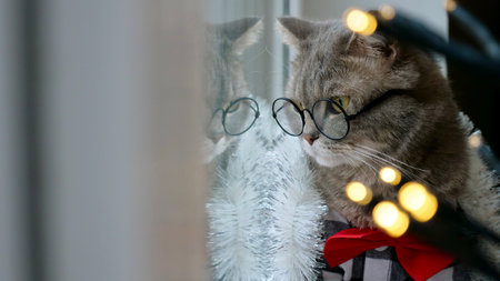 Scottish straight eared cat with glasses and red tie bow on New Years holiday, celebrating Christmas. Pet sitting on the windowsill at homeの写真素材
